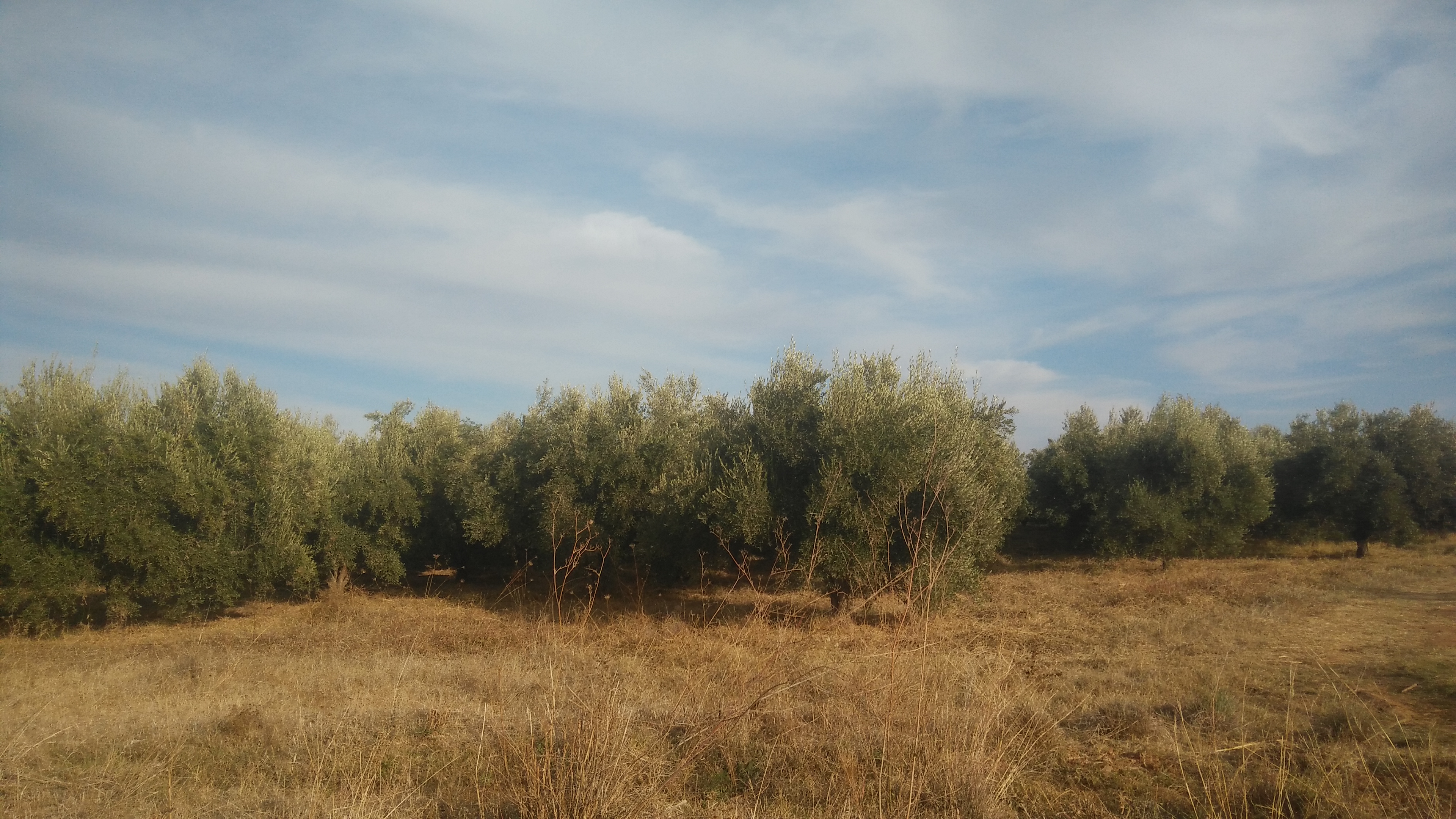 12 hectares à vendre SD1 route d'ourika. - Photo 3