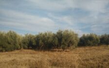 12 hectares à vendre SD1 route d'ourika. - Photo 8