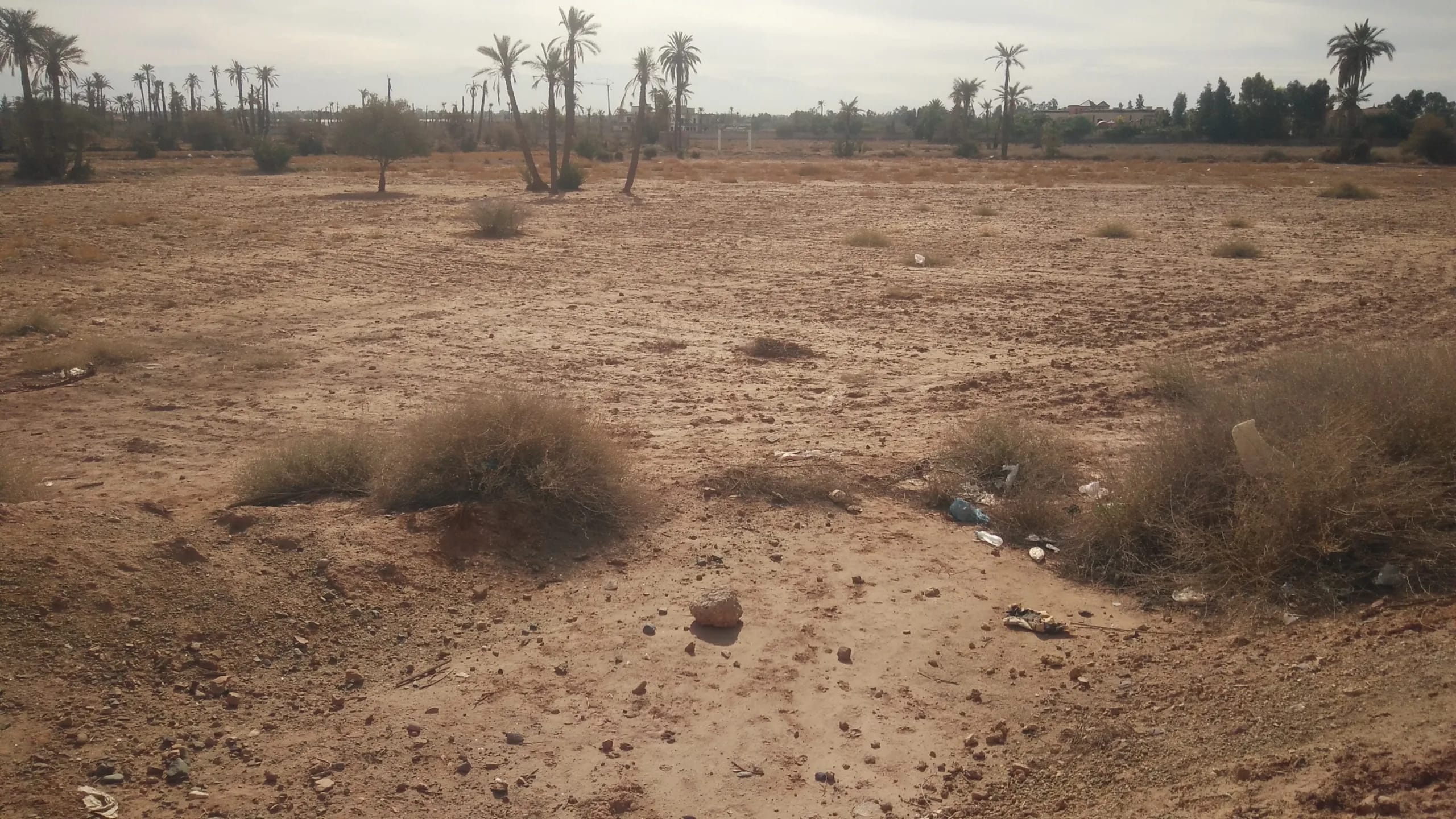 2 hectares à vendre route sidi Abdallah ghiyat - Photo 2