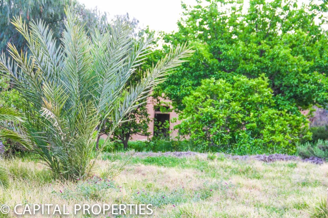 Location gérance maison d’hôtes Amezmiz - Photo 32
